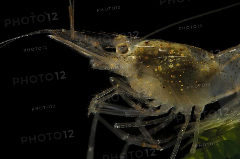 Brackish-water Prawn (Palaemonetes varians)