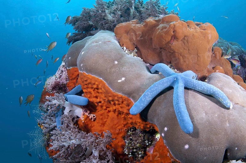 Blue Starfish (Linckia laevigata)