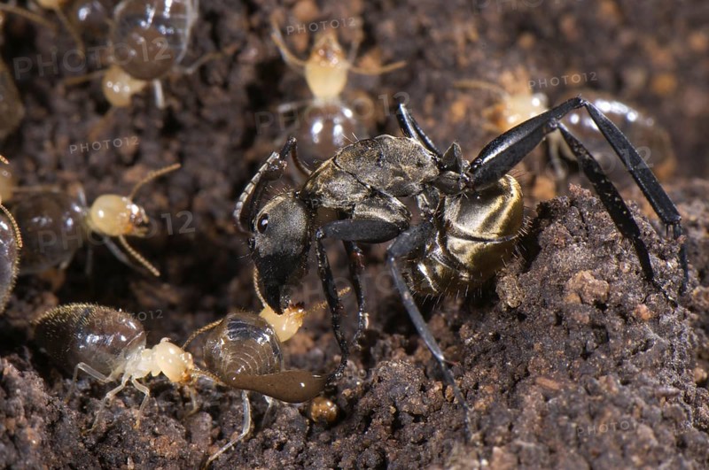 Ant (Formicidae sp.)