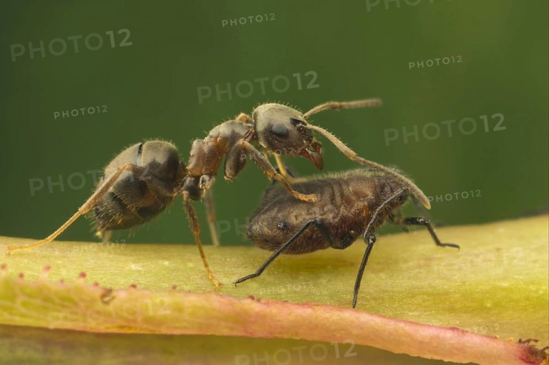 Black Garden Ant (Lasius niger)