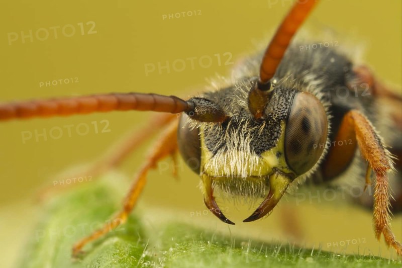 Nomad Bee (Nomada sp.)