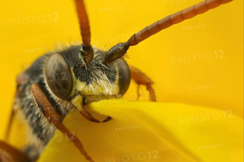 Nomad Bee (Nomada sp.)