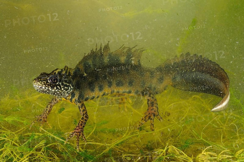 Italian Crested Newt (Triturus carnifex)