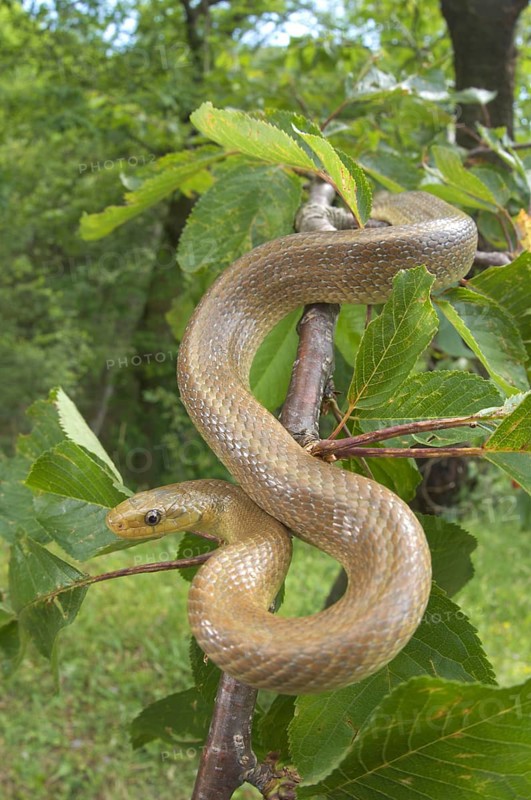 Aesculapian Snake (Zamenis longissimus)
