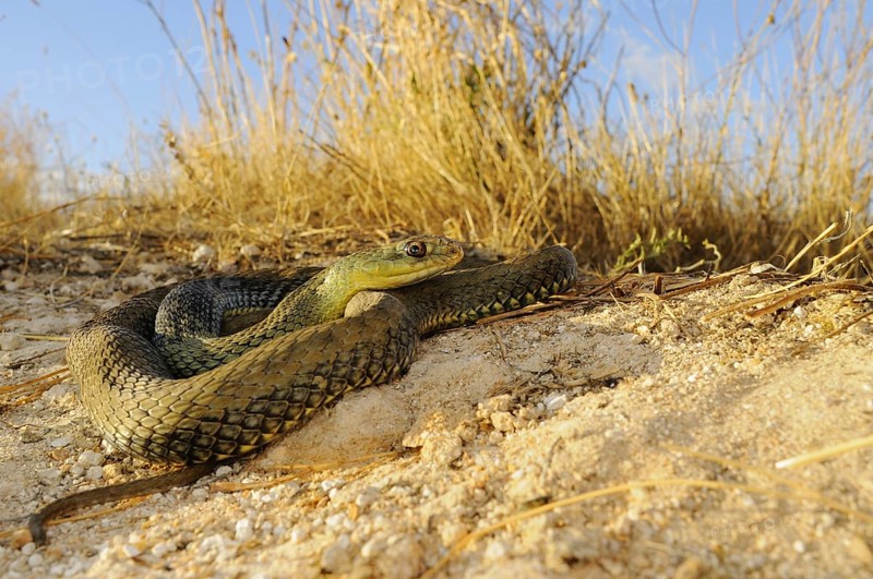 Montpellier snake (Malpolon monspessulanus)