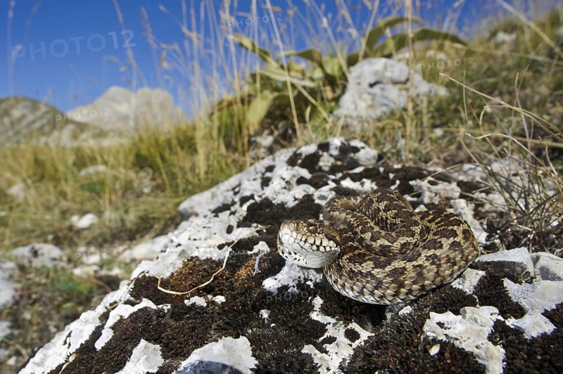 Orsini's Viper (Vipera ursinii)