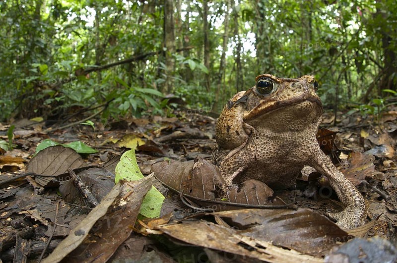 Cane Toad (Rhinella marina