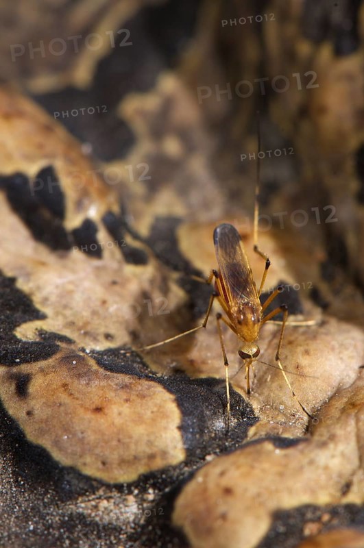 Cane Toad (Rhinella marina