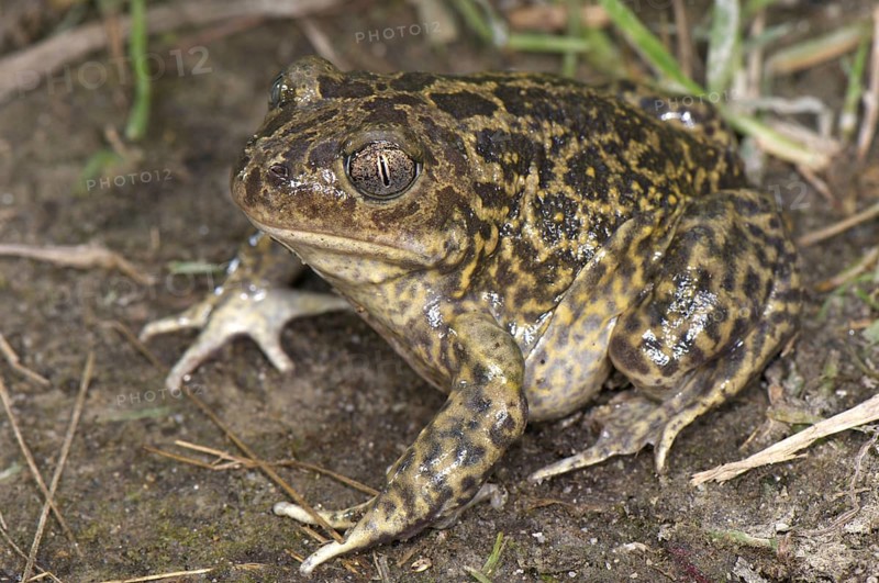 Western Spadefoot (Pelobates cultripes)