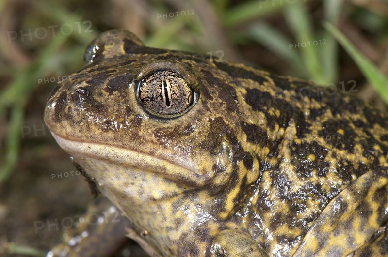 Western Spadefoot (Pelobates cultripes)