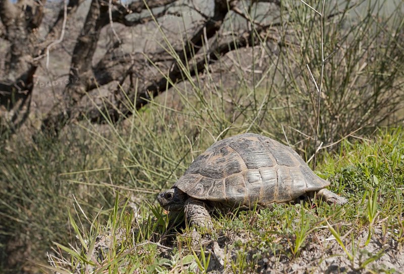 Spur-thighed Tortoise (Testudo graeca)