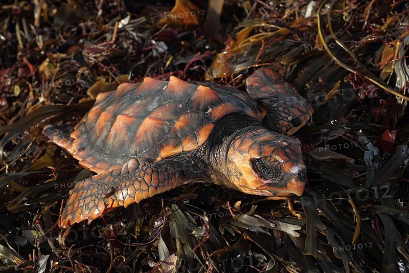 Unechte Karettschildkrote (Caretta caretta)