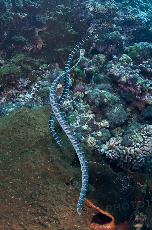Banded Sea Krait (Laticauda colubrina)
