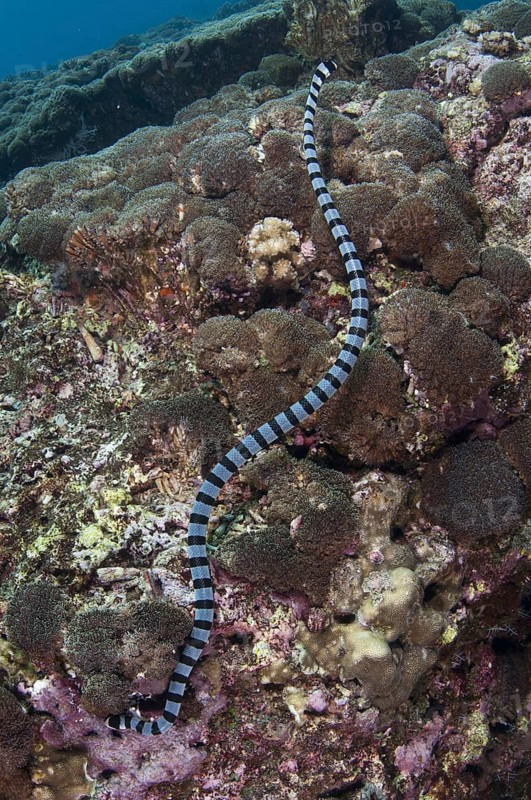 Banded Sea Krait (Laticauda colubrina)