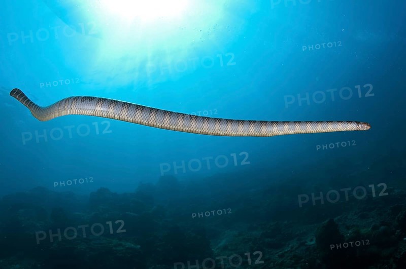 Banded Sea Krait (Laticauda colubrina)