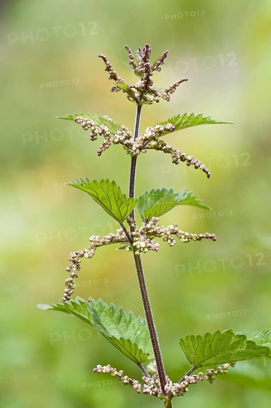Stinging Nettle (Urtica dioica) flowering