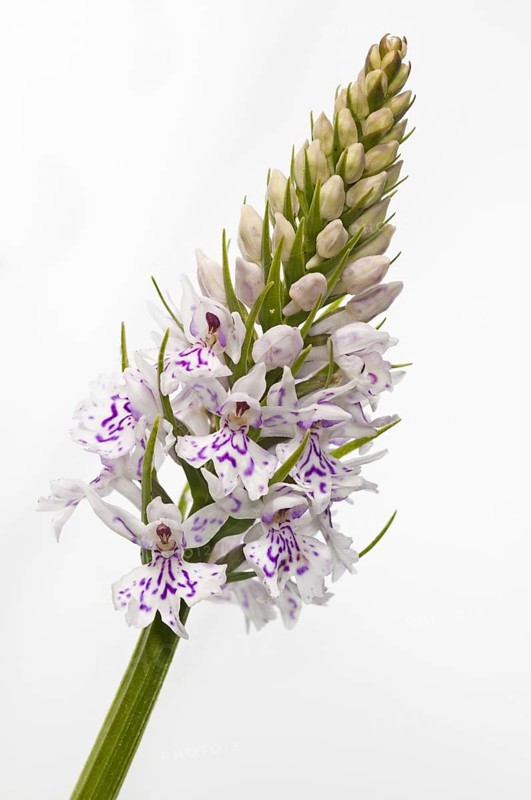 Common Spotted Orchid (Dactylorhiza fuchsii)
