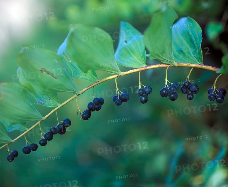 Solomon's Seal (Polygonatum multiflorum)