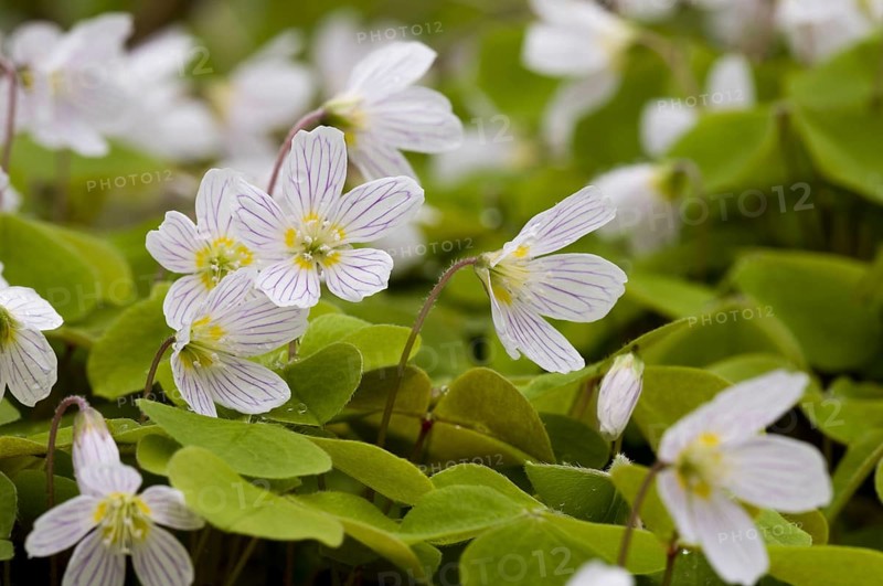 Wood Sorrel (Oxalis acetosella)
