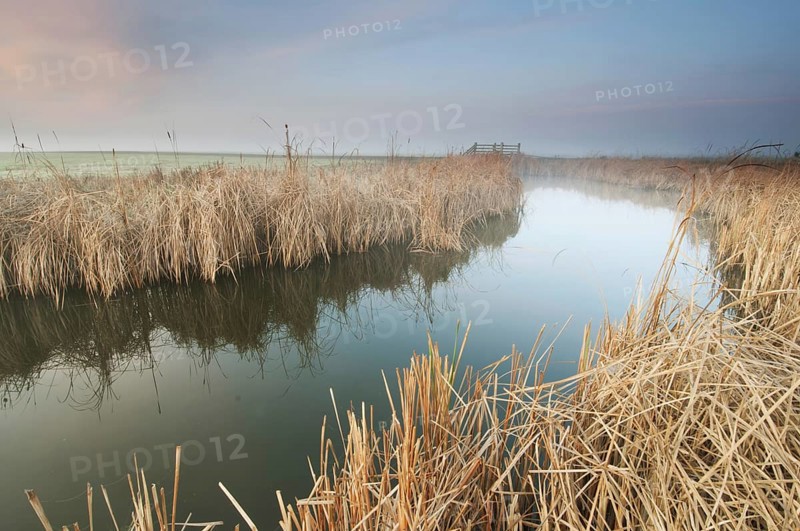 Great Reedmace (Typha latifolia)