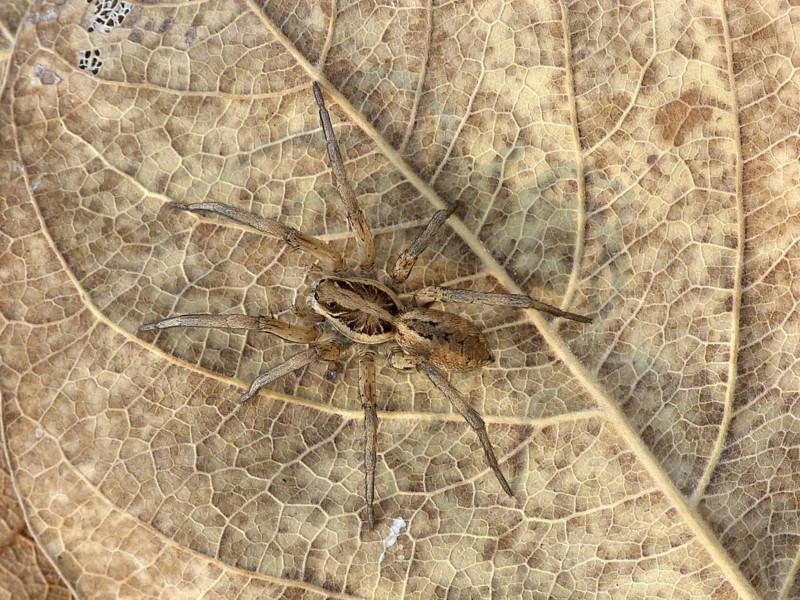 Dark Wolfspider (Lycosa godeffroyi)