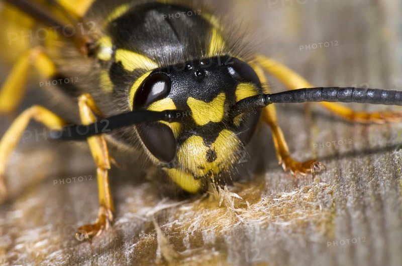 German Wasp (Vespula germanica)