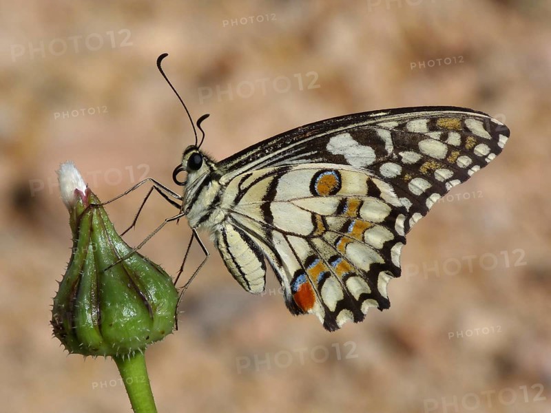 Chequered Swallowtail (Papilio demoleus)