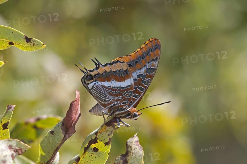 Two-tailed Pasha (Charaxes jasius)