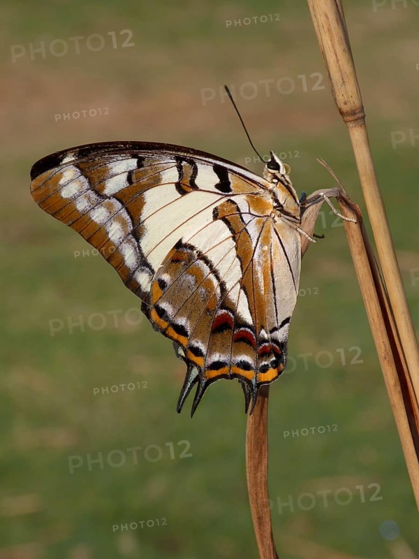 Tailed Emperor (Polyura pyrrhus)