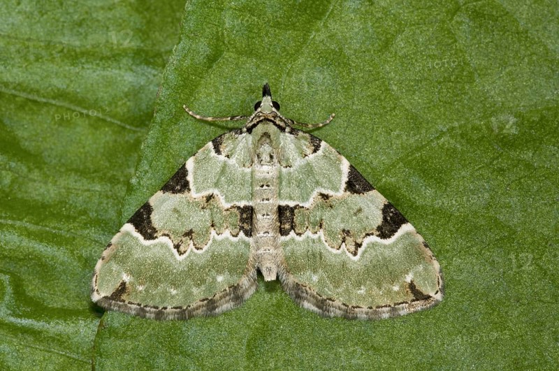 Green Carpet (Colostygia pectinataria)