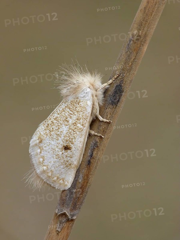 White Epicoma Moth (Epicoma argentata)
