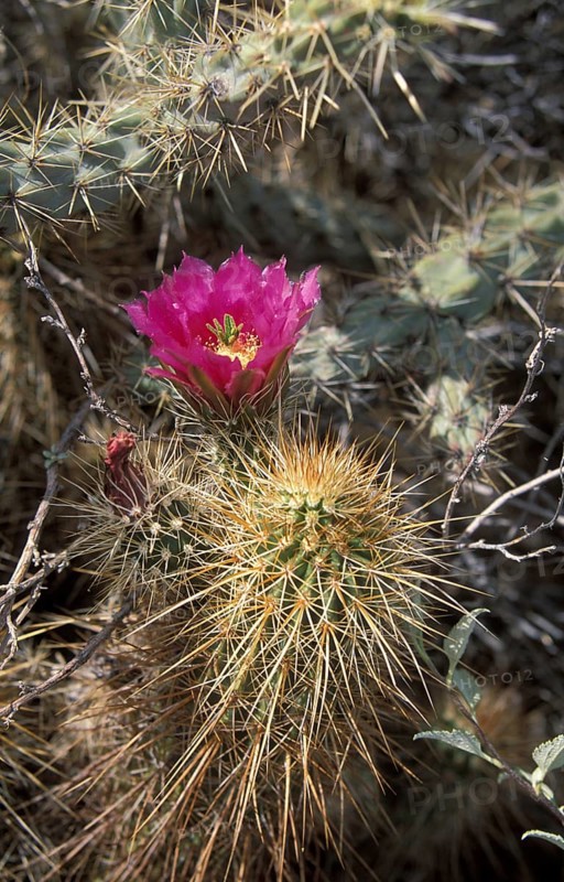 Strawberry Hedgehog Cactus (Echinocereus engelmannii)