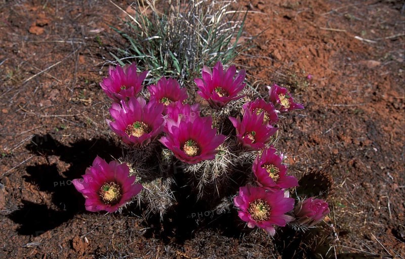 Strawberry Hedgehog Cactus (Echinocereus enneacanthus)