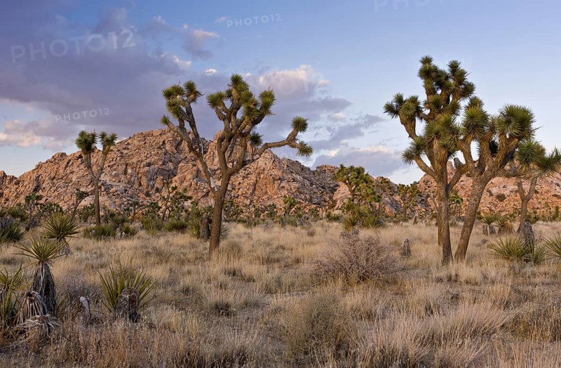 Joshua Tree (Yucca brevifolia)