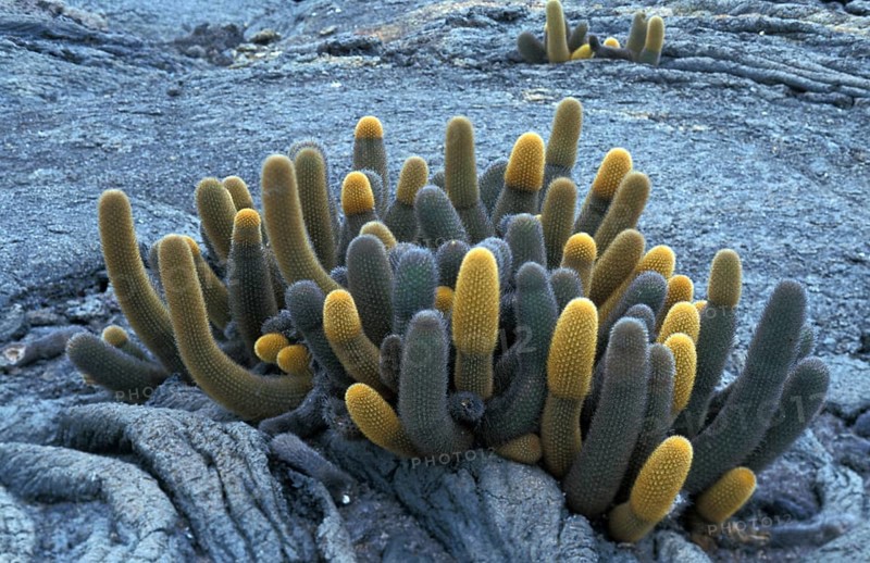 Lava Cactus (Brachycereus nesioticus)