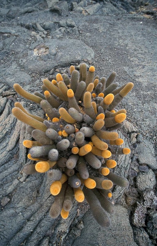 Lava Cactus (Brachycereus nesioticus)