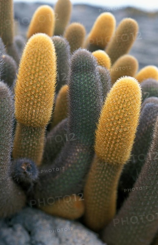 Lava Cactus (Brachycereus nesioticus)