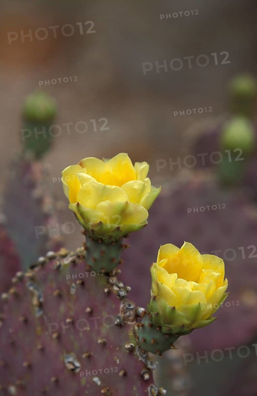Santa Rita Prickly Pear cactus (Opuntia violacea var.santa rita)