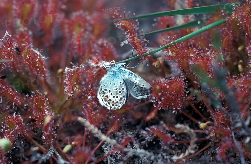 Sundew (Drosera rotundifolia)