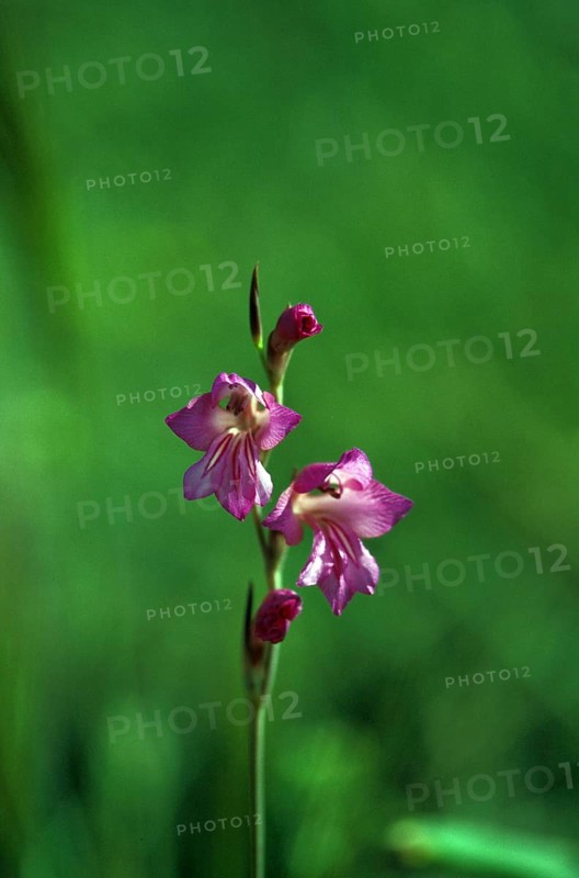 Gladiolus (Gladiolus communis)