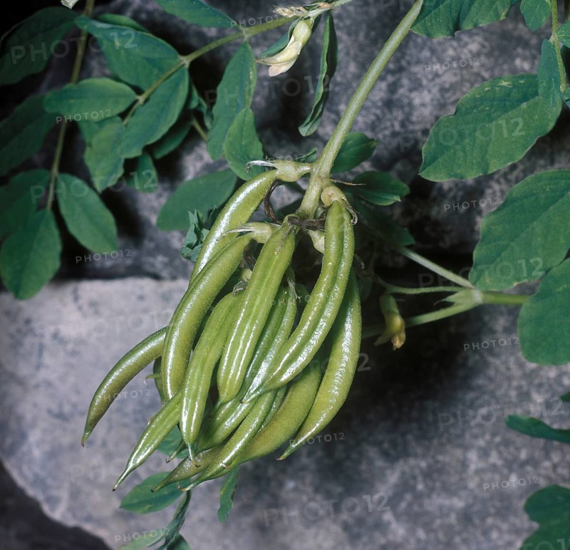 Wild Liquorice (Astragalus glycyphyllos) seed pods