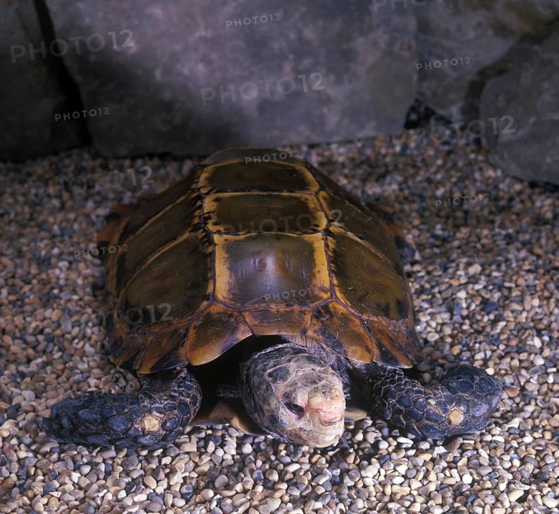 Burmese brown tortoise (Geochelone emys)