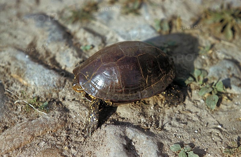 European Pond Terrapin (Emys orbicularis)