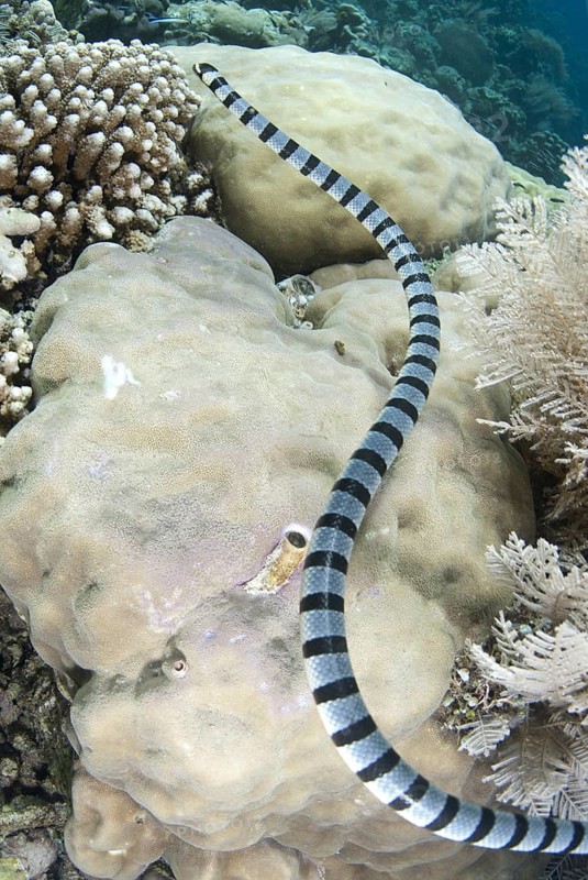 Banded Sea Krait (Laticauda colubrina)