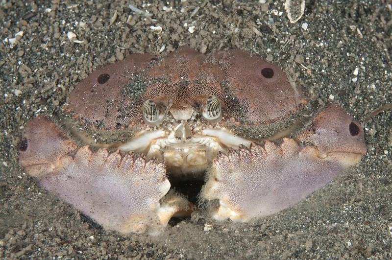 Box Crab (Calappa sp.)