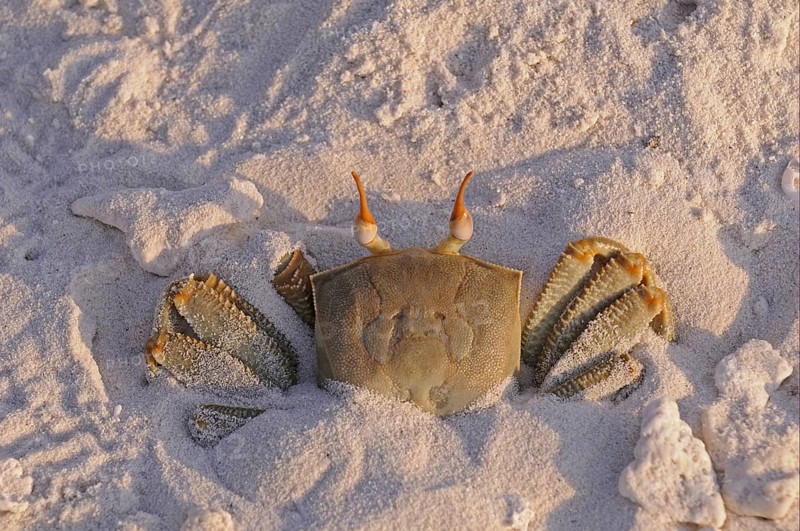Horned Ghost Crab (Ocypode ceratophthalmus)