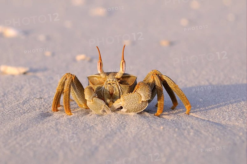 Horned Ghost Crab (Ocypode ceratophthalmus)