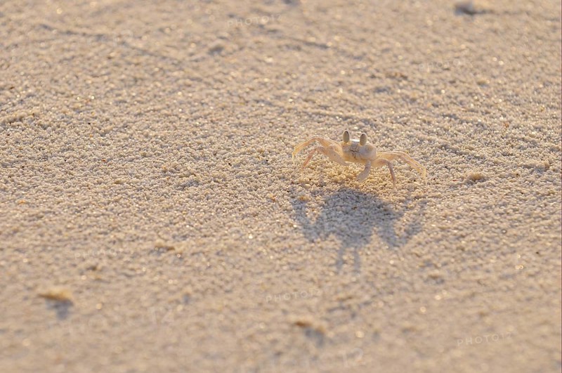 Horned Ghost Crab (Ocypode ceratophthalmus)