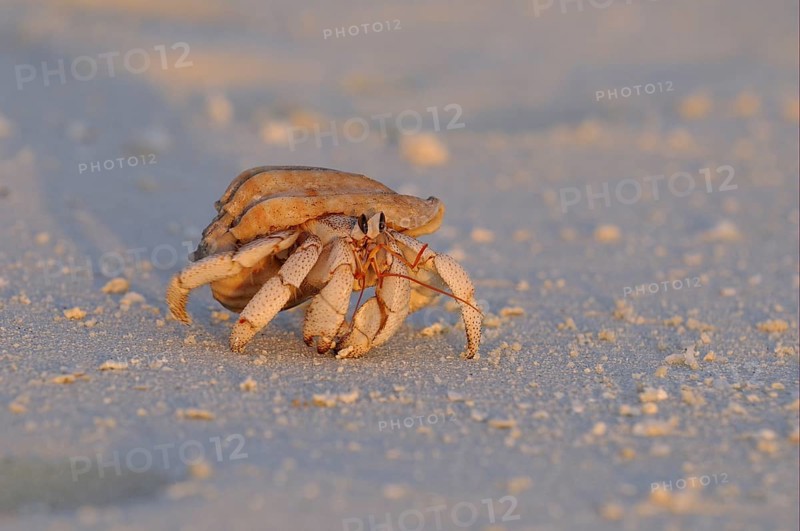 Strawberry Land Hermit Crab (Coenobita perlatus)