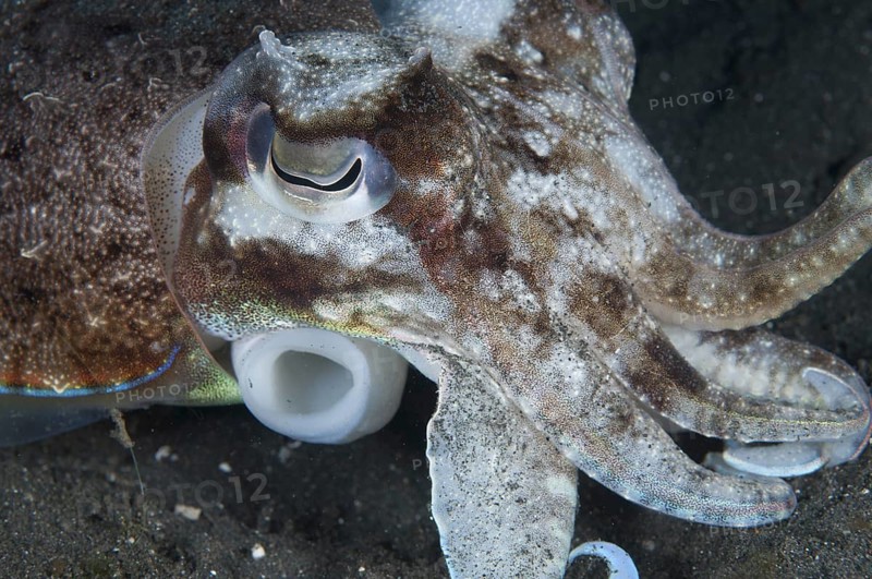 Broadclub Cuttlefish (Sepia latimanus)